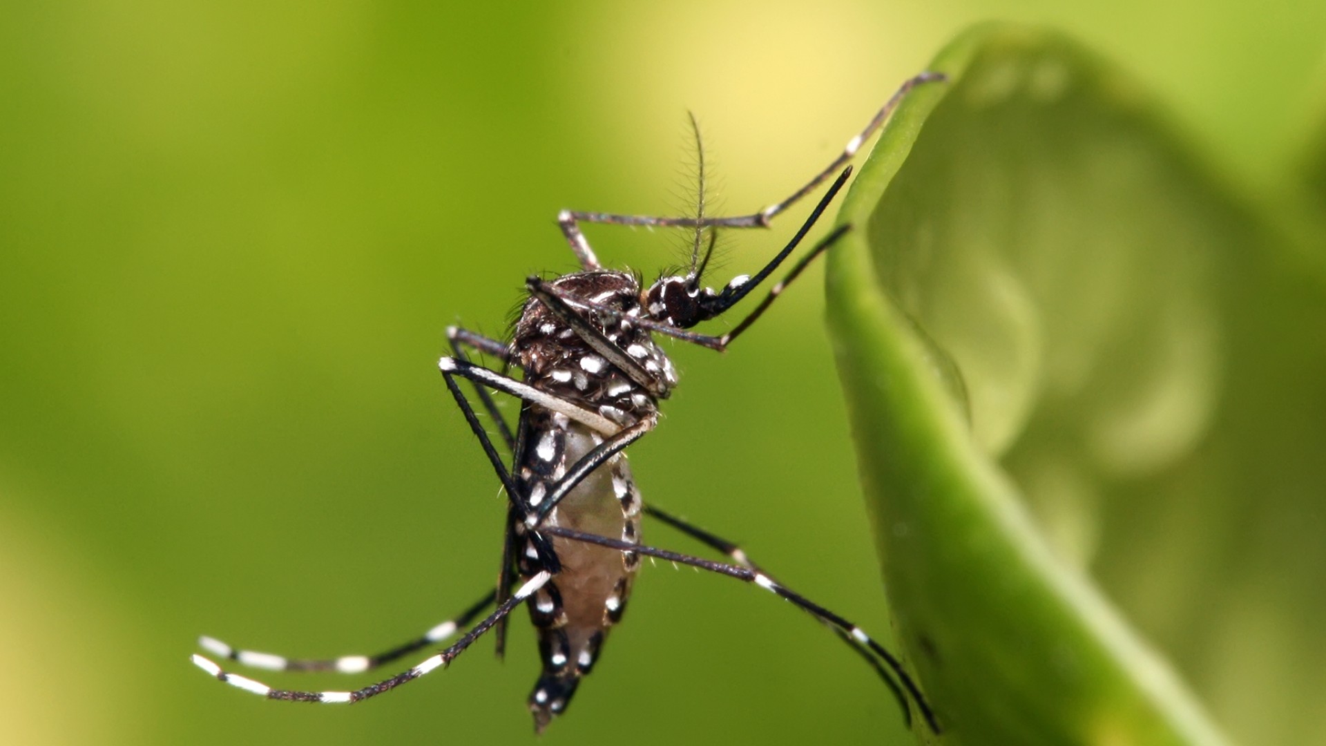 Σας τσιμπάνε τα κουνούπια; Mήπως φταίνε οι μασχάλες σας;