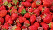 Γνωρίζατε για τα οφέλη που έχουν οι φράουλες στον εγκέφαλο;