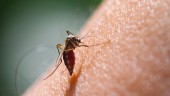 Ο ΕΟΔΥ συστήνει μέτρα προφύλαξης από τα κουνούπια και τον ιό του Δυτικού Νείλου