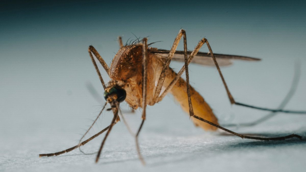 Ιός τσικουνγκούνια: Τα επώδυνα συμπτώματα και τα δεδομένα για την Ελλάδα