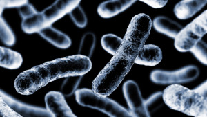 Βακτήριο Vibrio: Η σαρκοφάγος απειλή της θάλασσας.