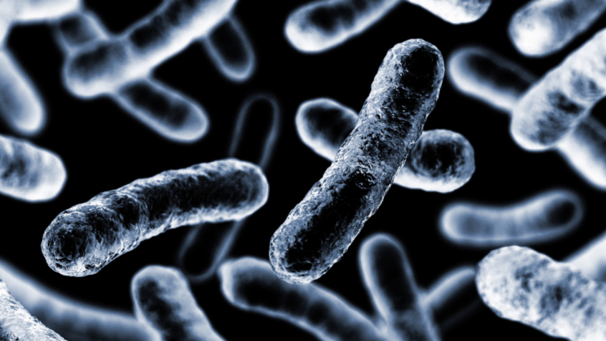 Βακτήριο Vibrio: Η σαρκοφάγος απειλή της θάλασσας.