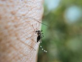 Επιδημικές εκρήξεις του ιού του Δυτικού Νείλου -Όλα τα πρόσφατα δεδομένα