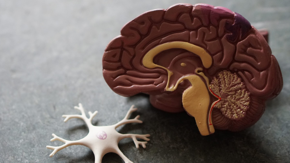 Όταν τα όνειρα προμηνύουν τον εκφυλισμό του εγκεφάλου: Το φύλο ως παράγοντας προστασίας