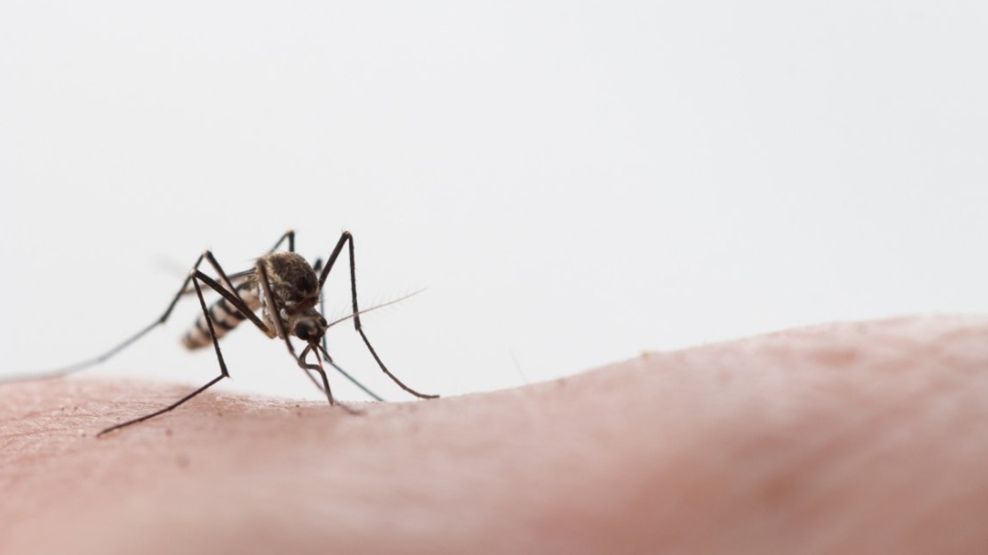 ΕΟΔΥ: Εντοπίστηκαν 4 κρούσματα του ιού του Δυτικού Νείλου στην Αττική